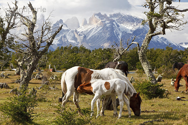 Stute mit Fohlen auf einer grünen Wiese vor den Granitbergen Cuernos del Paine des Nationalparks Torres del Paine  Thyndal  Region Magallanes Antartica  Patagonien  Chile  Südamerika  Amerika