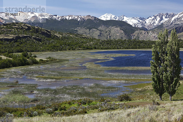 Pappeln im Wind vor den chilenischen Anden am Rio Chacabuco  Cochrane  Region de Aysen  Patagonien  Chile  Südamerika  Amerika