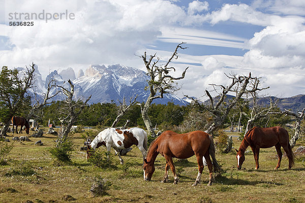 Grasende Pferde auf einer grünen Wiese vor den Granitbergen Cuernos del Paine des Nationalparks Torres del Paine  Thyndal  Region Magallanes Antartica  Patagonien  Chile  Südamerika  Amerika