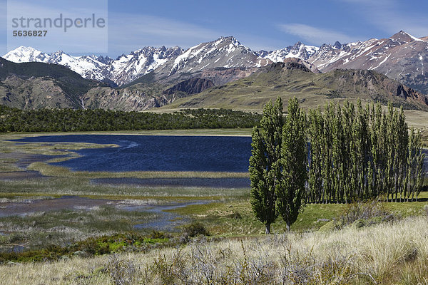 Pappeln vor den chilenischen Anden am Rio Chacabuco  Cochrane  Region de Aysen  Patagonien  Chile  Südamerika  Amerika