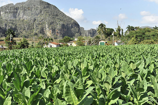 Nationalpark Amerika Tabak Mittelamerika anbauen Viñales Kuba Große Antillen Tabakplantage Valle