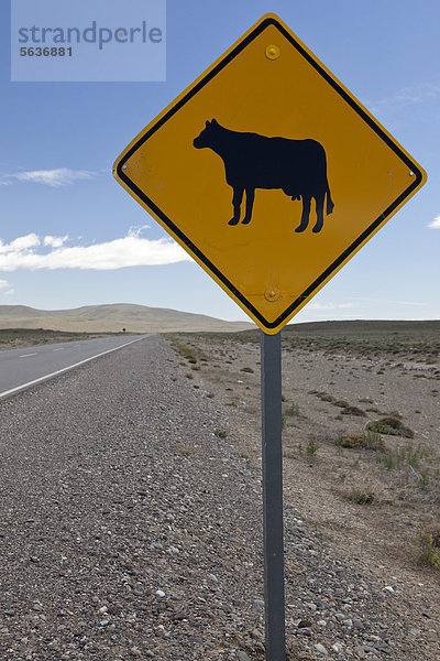Vorsicht Rinder  argentinisches Schild  Perito Moreno  Patagonien  Argentinien  Südamerika  Amerika