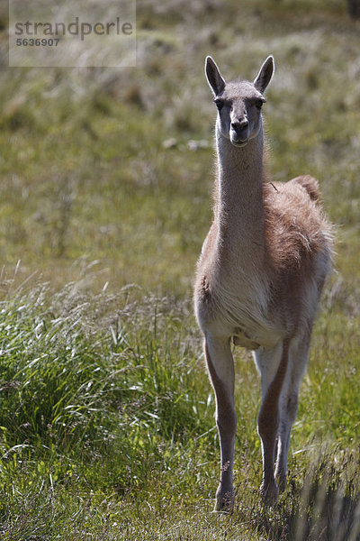 Wildes Guanako (Lama guanicoe) auf Wiese  Cochrane  Region de Aysen  Patagonien  Chile  Südamerika  Amerika