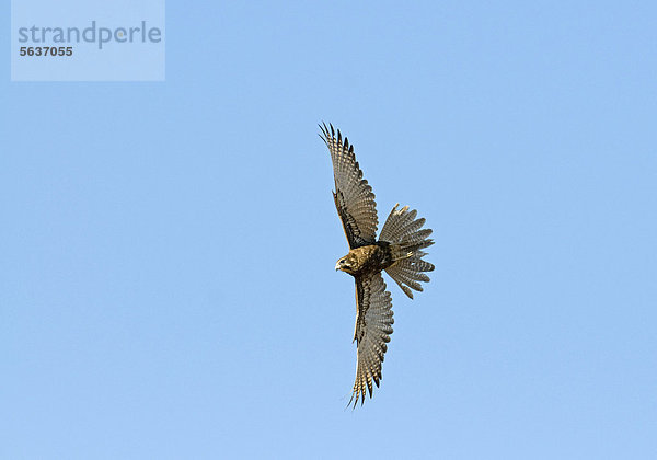 Habichtfalke (Falco berigora)  Altvogel im Flug  Queensland  Australien