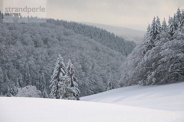 Blick über den verschneiten Thüringer Wald bei Masserberg  Thüringen  Deutschland  Europa