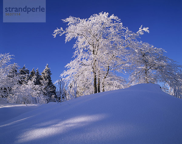 Winterlandschaft im Naturschutzgebiet Großer Inselsberg  bei Brotterode  Thüringer Wald  Thüringen  Deutschland  Europa