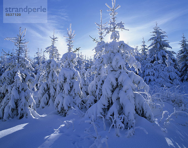 Verschneite Fichten (Picea abies)  Thüringer Wald  Thüringen  Deutschland  Europa