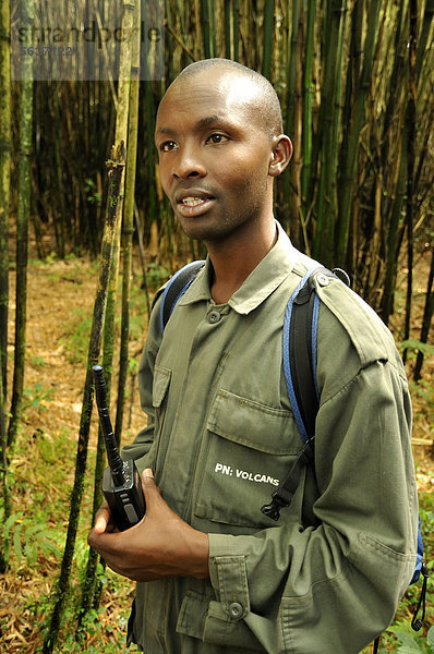Park-Guide mit Funkgerät beim Gorilla-Trekking am Fuße des Vulkans Gahinga im Parc National des Volcans  Ruanda  Afrika
