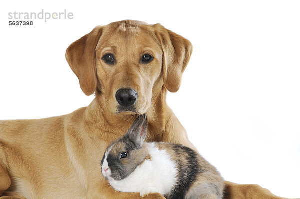 Labrador Retriever  junge Hündin  Farbton Gelb  liegend  mit geschecktem Kaninchen