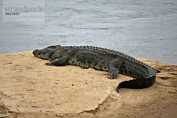 Nilkrokodil (Crocodylus niloticus) liegt auf einer Sandbank  Krüger-Nationalpark  Südafrika  Afrika