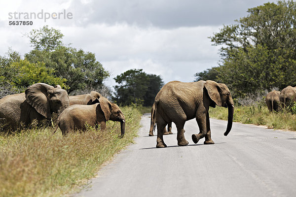 Afrikanische Elefanten (Loxodonta africana) überqueren eine Straße  Krüger-Nationalpark  Südafrika  Afrika