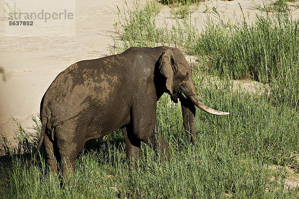 Südliches Afrika Südafrika Elefant Gras Kruger Nationalpark füttern