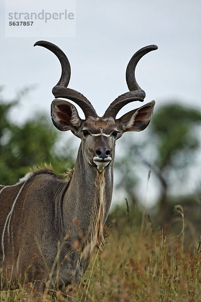Großer Kudu (Tragelaphus strepsiceros)  Bock  Porträt  Krüger-Nationalpark  Südafrika  Afrika