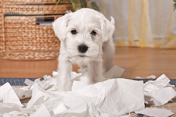 Frecher weißer Zwergschnauzer Hundewelpe inmitten von zerfetztem Toilettenpapier