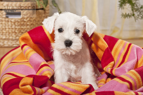 Weißer Zwergschnauzer Hundewelpe mit Decke