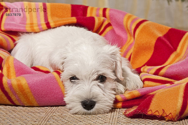 Weißer Zwergschnauzer Hundewelpe mit Decke