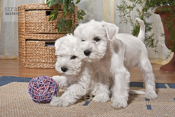 Zwei spielende weiße Zwergschnauzer Hundewelpen in Wohnung