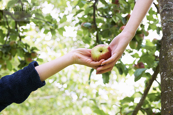 Kinder pflücken Obst im Baum