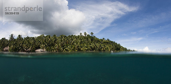 Tropisch  Tropen  subtropisch  Baum  Insel