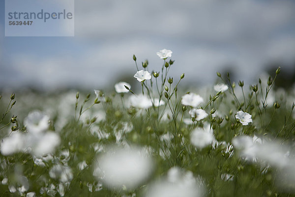 Nahaufnahme von Wildblumen im Feld