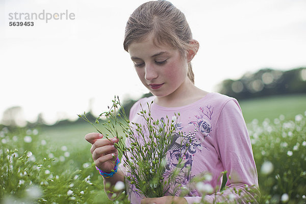 Mädchen pflückt Blumen auf dem Feld