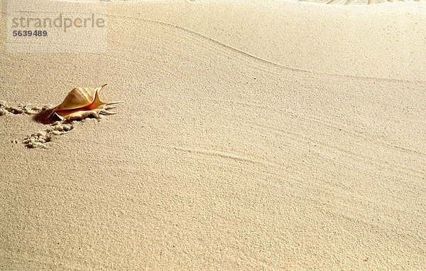 Muschel in blankem Sandstrand
