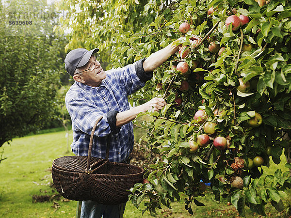 Älterer Mann pflückt Früchte vom Baum