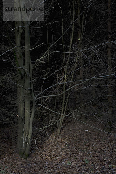 Kahle Bäume im dunklen Wald