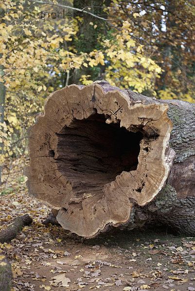 Detail eines umgestürzten Baumes