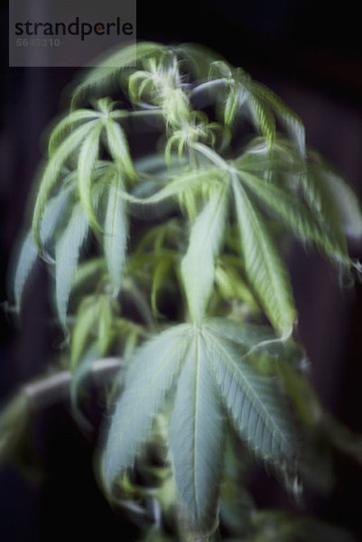 Eine Marihuanapflanze