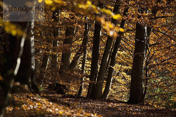 Blick auf einen Wald im Herbst