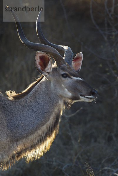 Eine Antilope schaut weg  Seitenansicht  Kopf und Schultern