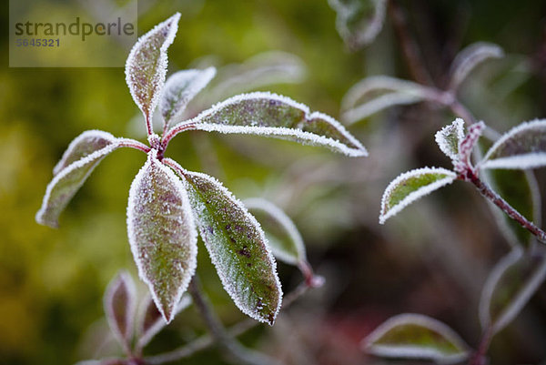 Frostbedeckte Blätter  Nahaufnahme