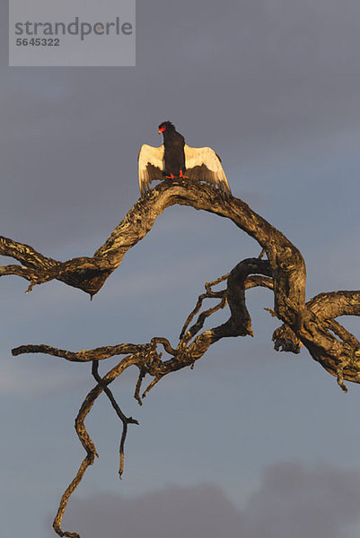 Ein Bateleur Eagle bereit zum Fliegen