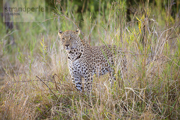 Ein Leopard steht wachsam im Gras.