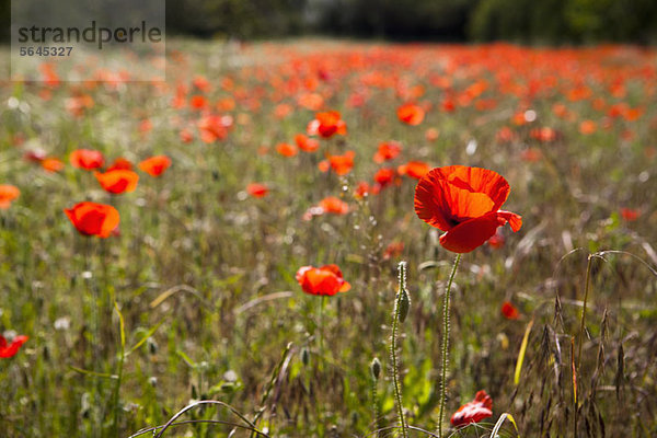 Ein Feld mit Mohnblumen