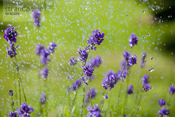 Wassertropfen  die auf Lavendelblüten fallen