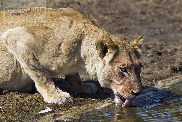 Ein weiblicher Löwe trinkt Wasser