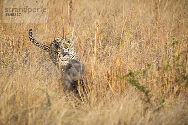 Ein Leopard jagt ein Warzenschwein durch hohes Gras.