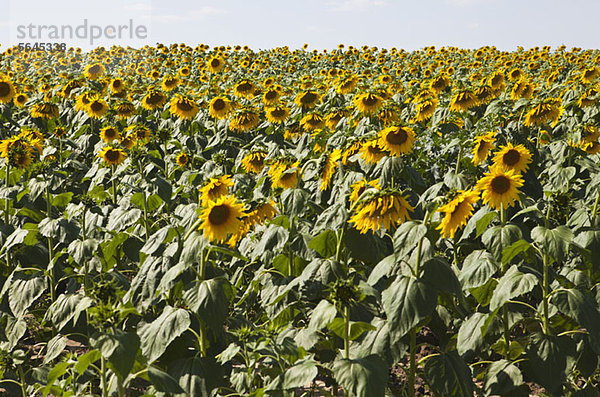 Ein Feld mit kultivierten Sonnenblumen