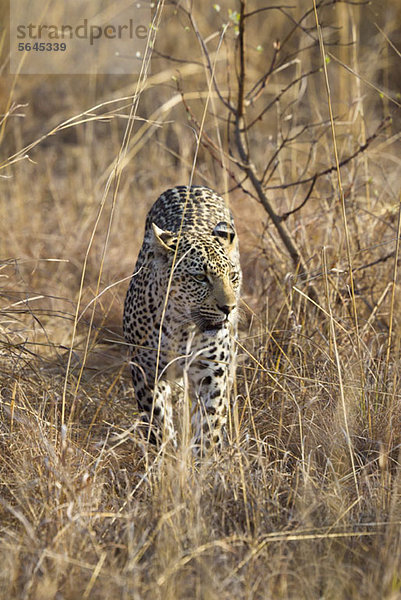 Ein Leopard  der durchs Gras stolziert.