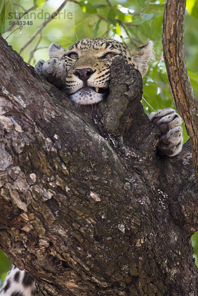 Ein Leopard  der sein Gesicht an der Baumrinde reibt.