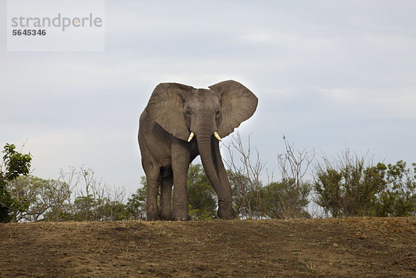 Ein afrikanischer Elefant auf dem Weg zur Kamera