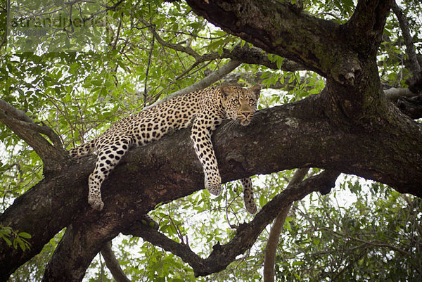 Ein Leopard  der auf einem Ast liegt und wegschaut.