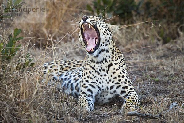 Ein weiblicher Leopard gähnt.