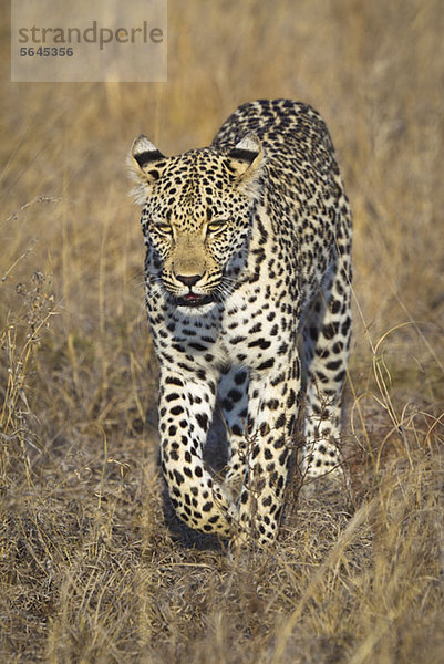 Ein Leopard  der durchs Gras läuft.