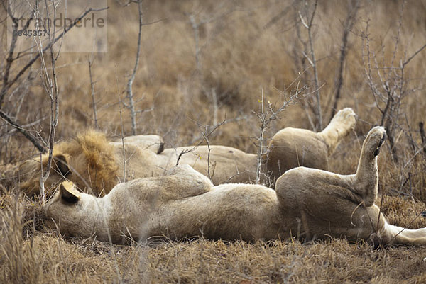 Ein männlicher und weiblicher Löwe liegen nebeneinander.