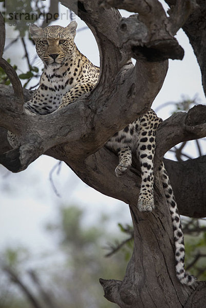 Ein Leopard  der in den Zweigen eines kahlen Baumes liegt.