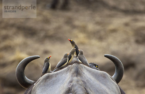 Fünf Gelbschnabel-Madenhacker auf dem Kopf von Cape Buffalo