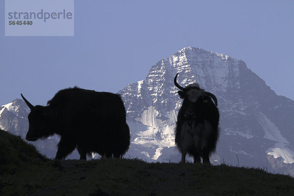 Zwei Bergziegen silhouettiert  Schwerpunkt Breithorn im Hintergrund